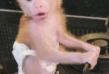 Tiny macaque baby monkey with it curious eyes and adorable swag! For sale