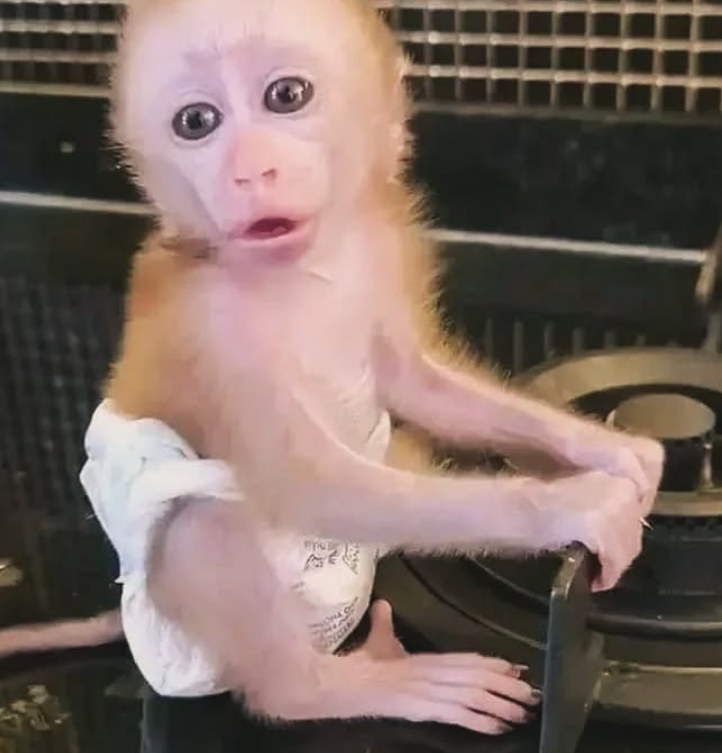 Tiny macaque baby monkey with it curious eyes and adorable swag! For sale