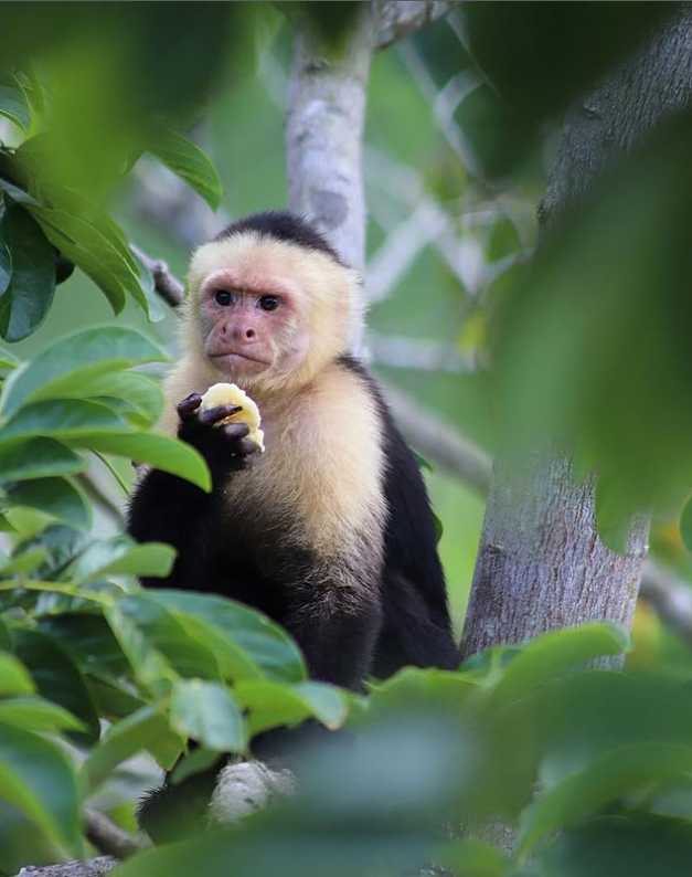 Young Capuchin monkey for sale