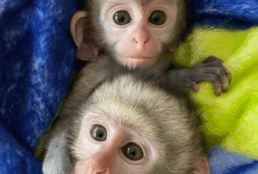 2 Vervet monkey babies for sale