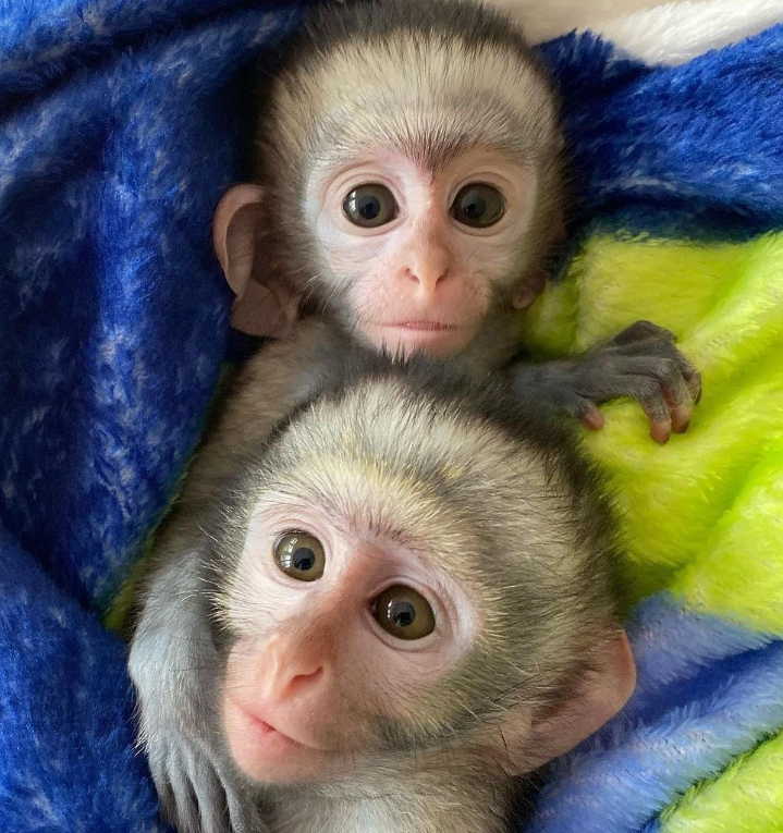 2 Vervet monkey babies for sale