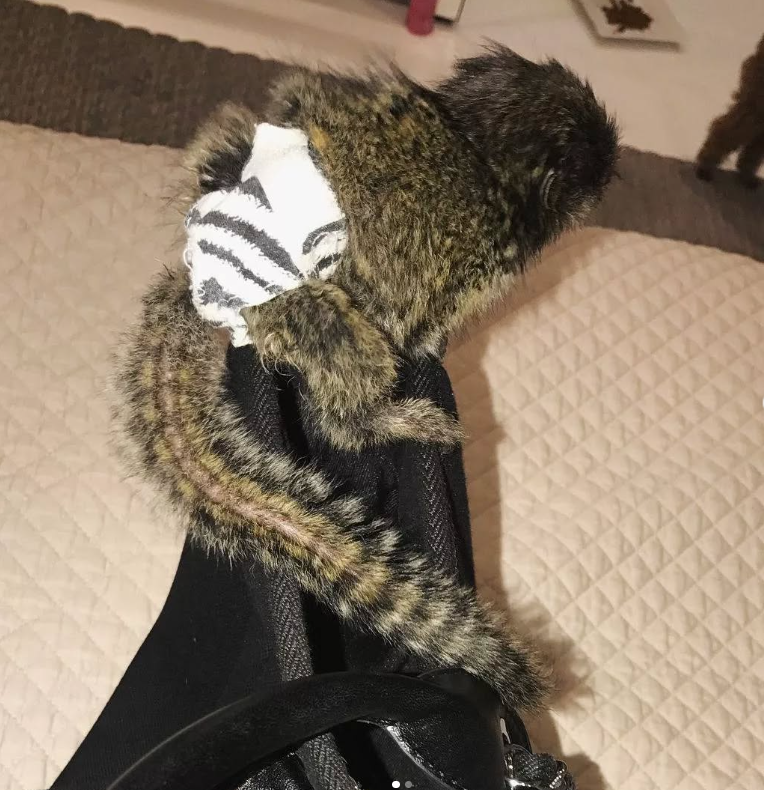 Baby Marmoset monkey for sale