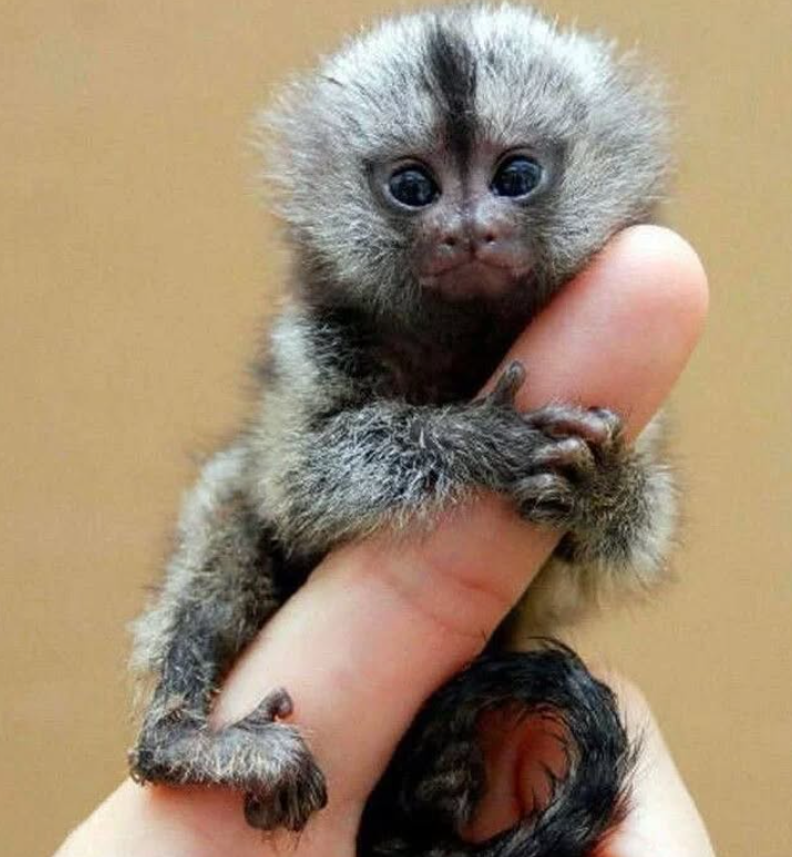 Baby pygmy marmoset monkey for sale near me