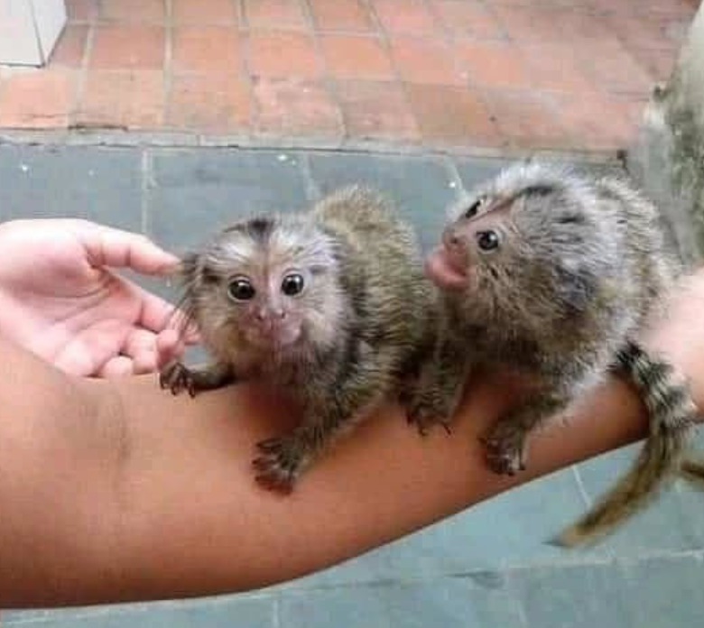 adorable little pygmy marmosets monkeys for sale