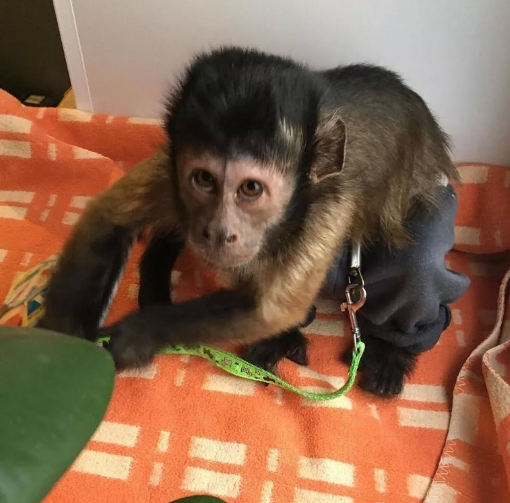 Young capuchin monkey for sale near you