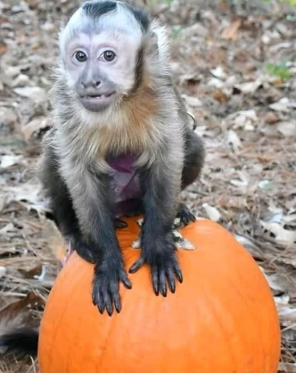 White-fronted capuchin young monkey for sale