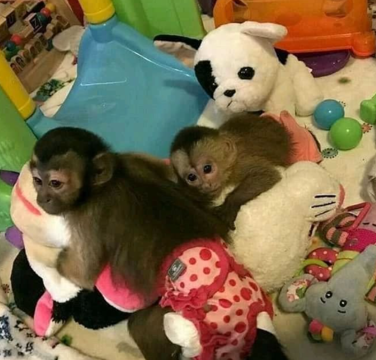 Young Capuchin monkeys for sale!