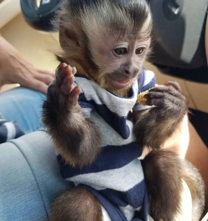 Playful baby monkey for sale