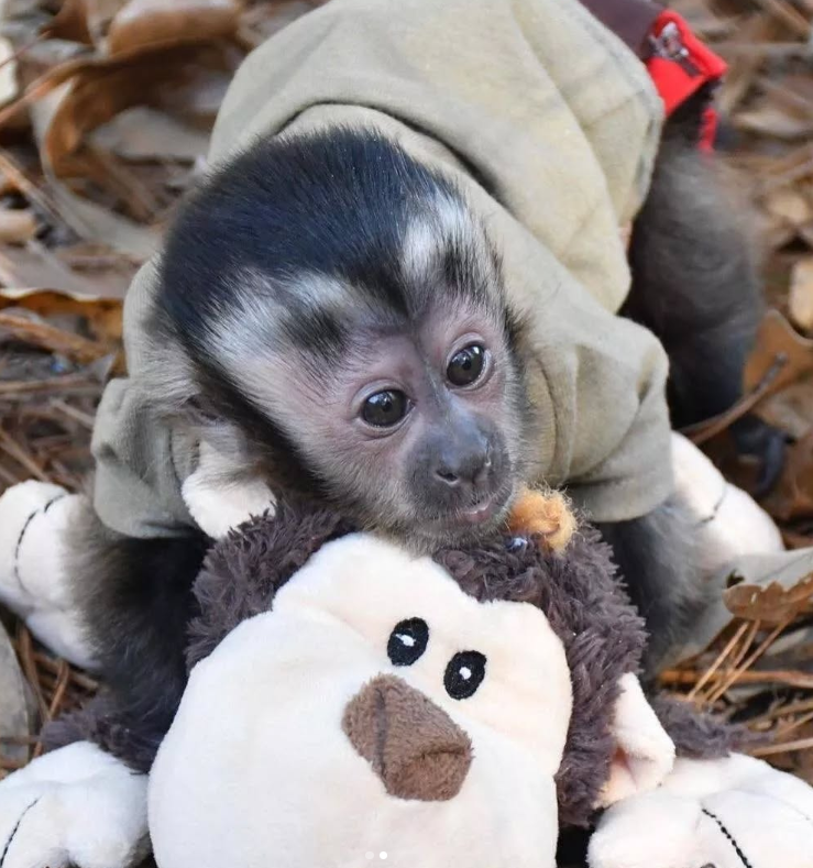 Small monkey for sale