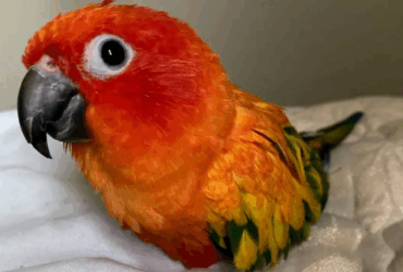 Sun Conure Parrot for sale near me