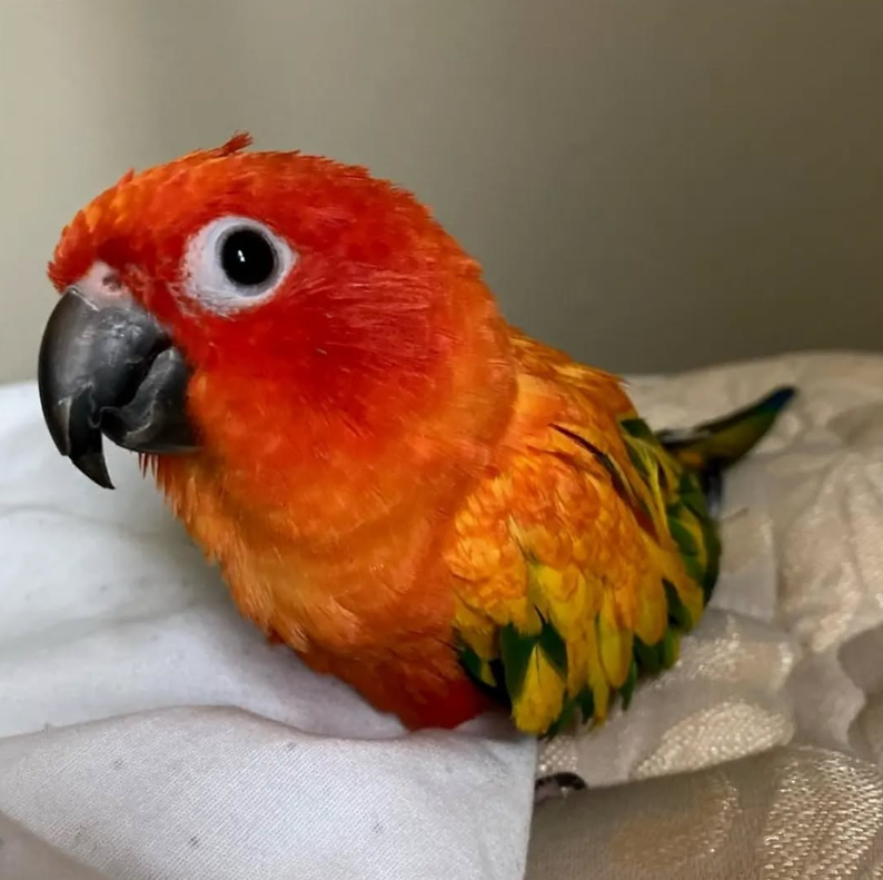 Sun Conure Parrot for sale near me
