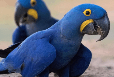 UNRELATED Pairs Of Hycinth macaw Parrots For Sale