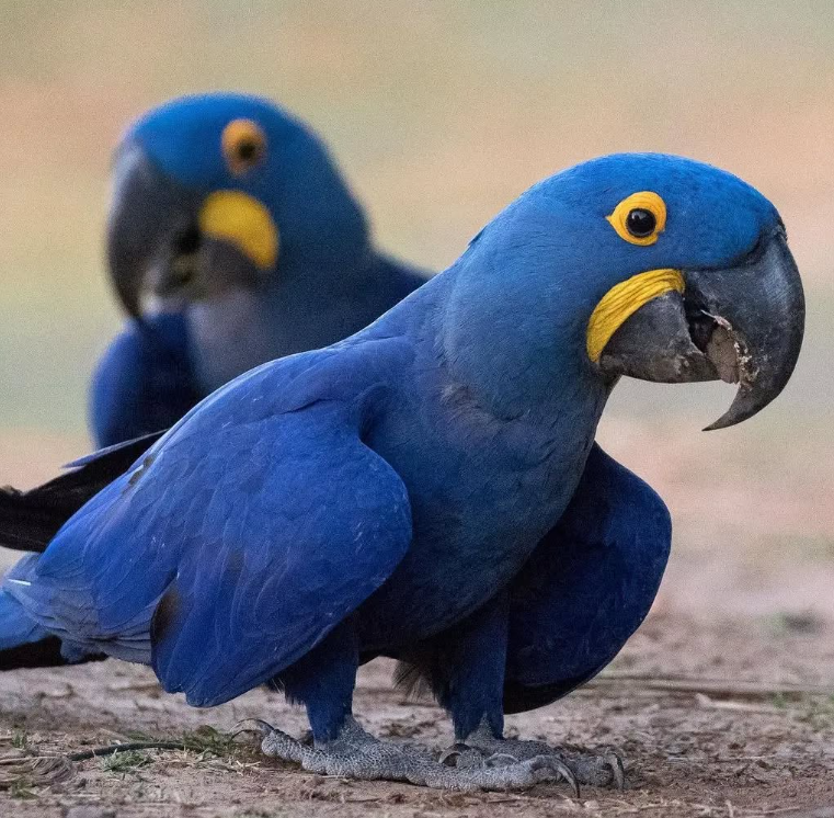 UNRELATED Pairs Of Hycinth macaw Parrots For Sale