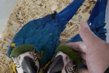 Blue-and-Yellow Macaws for Sale – Hand-Raised and Healthy