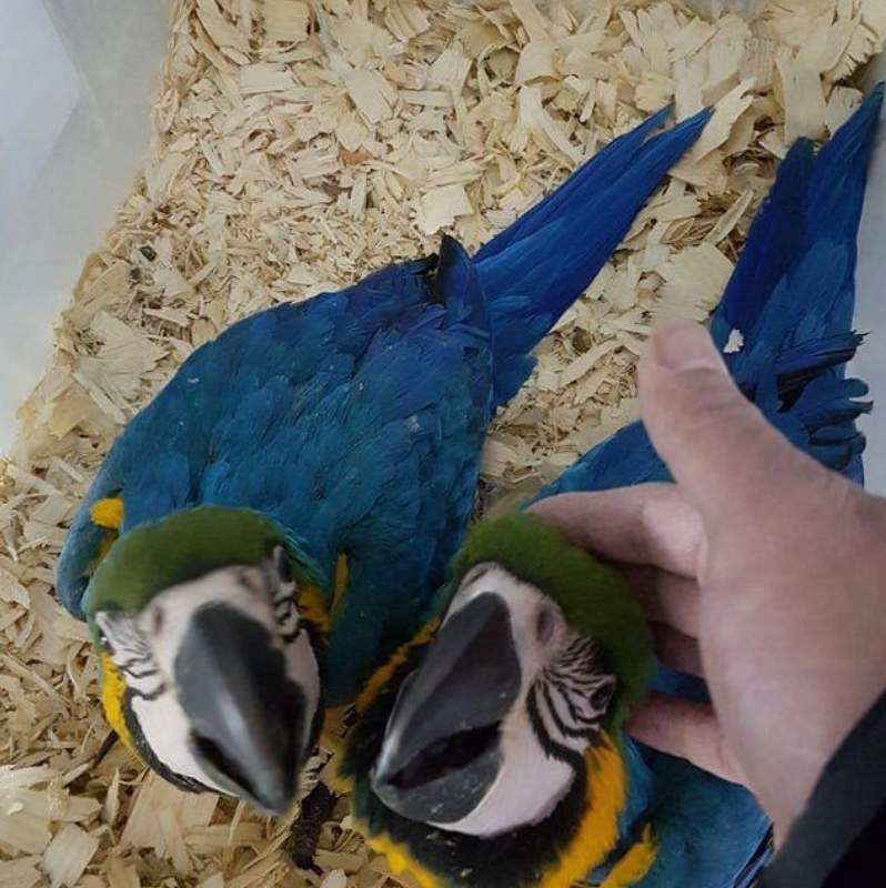 Blue-and-Yellow Macaws for Sale – Hand-Raised and Healthy