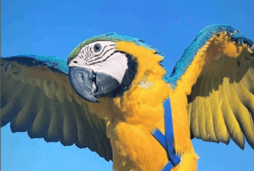 Trained Blue-and-Yellow Macaw for Sale – Social, Harness-Trained