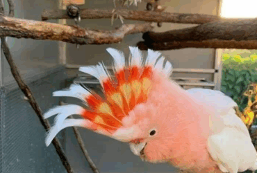 Major Mitchell’s Cockatoo – Rare & Spectacular Companion
