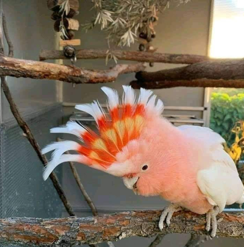 Major Mitchell’s Cockatoo – Rare & Spectacular Companion